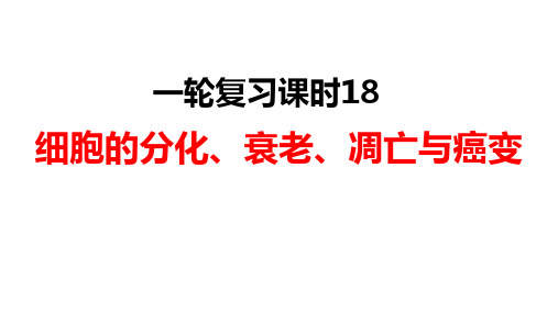 2023届高三生物一轮复习课件细胞的分化、衰老、凋亡与癌变