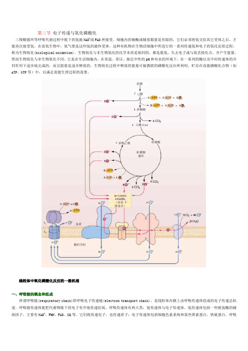 第三节 电子传递与氧化磷酸化