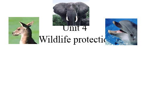 人教版高中英语 必修二 Unit4 《Wildlife  protection  ---Warmin