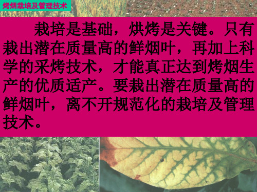 云南烤烟栽培及管理技术