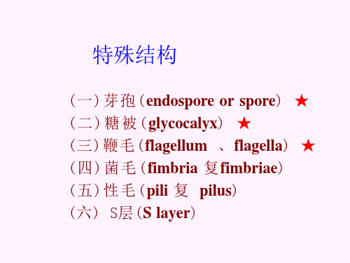 芽孢结构ppt课件