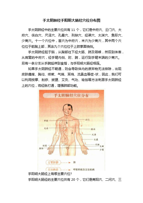 手太阴肺经手阳明大肠经穴位分布图