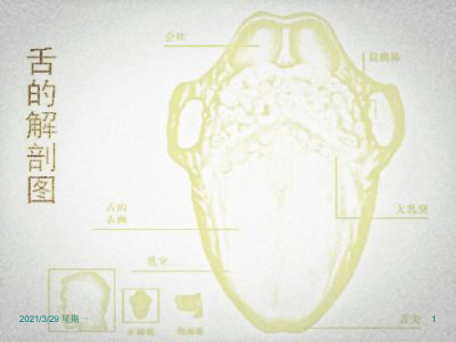 舌部解剖-精品文档