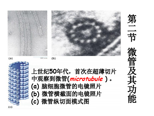 细胞骨架(4)