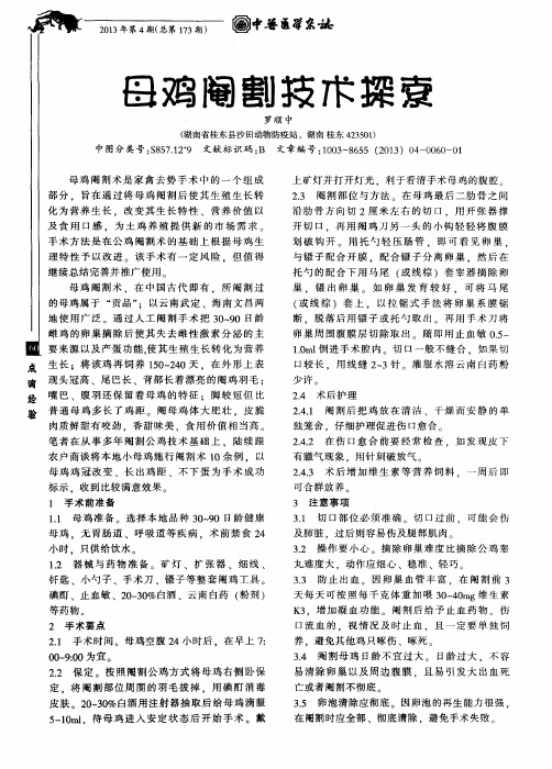 母鸡阉割技术探索