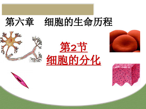 细胞的分化、衰老、凋亡和癌变