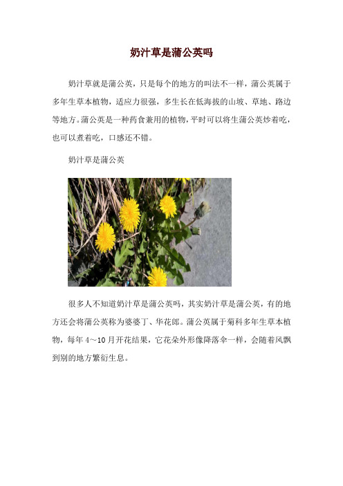 奶汁草是蒲公英吗