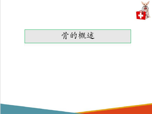 动物运动系统—骨骼系统(动物解剖生理课件)