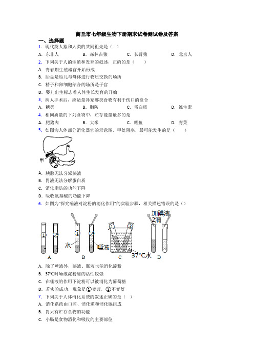 商丘市七年级生物下册期末试卷测试卷及答案