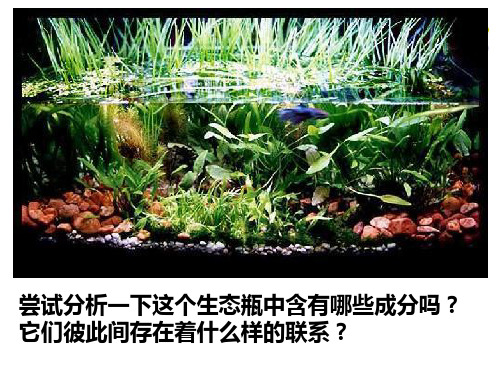 苏科版八年级上册生物18.3生态系统的自我调节 课件(27张ppt)