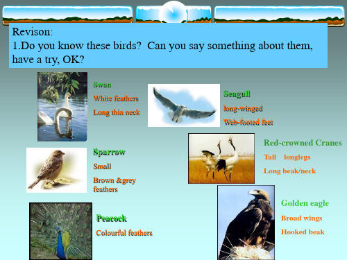 牛津版八年级英语Unit 5 Birdwatchers ppt