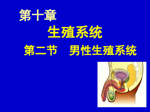 《组织胚胎学》课件-生殖系统—第二节 男性生殖系统(组织学)