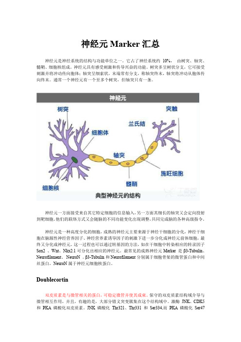 神经元Marker汇总