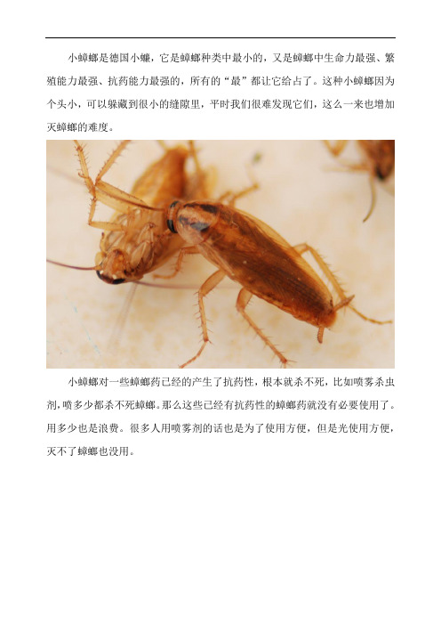 小蟑螂怎么消灭最彻底