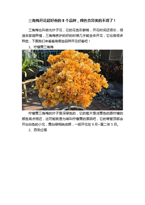 三角梅开花超好看的8个品种，颜色各异美的不得了！