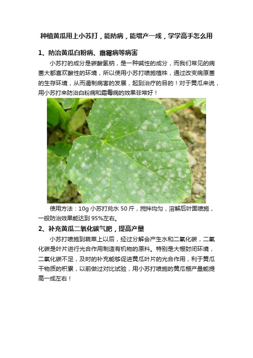 种植黄瓜用上小苏打，能防病，能增产一成，学学高手怎么用