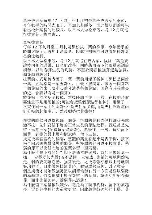 黑松拔古叶每年12下旬月至1月初是黑松拔古叶的季节