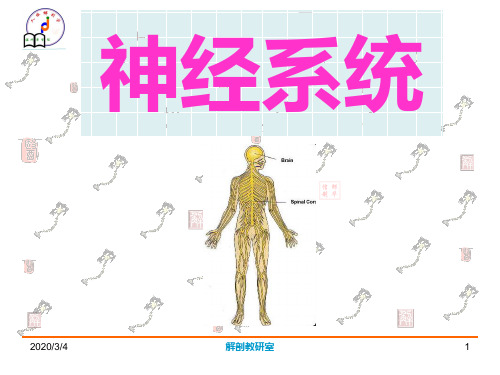 神经总论、脊髓(精品医学课件)