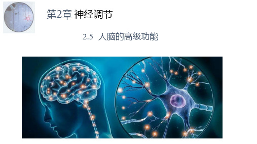 【课件】人脑的高级功能课件人教版选择性必修1