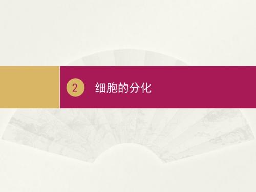 细胞的分化_课件