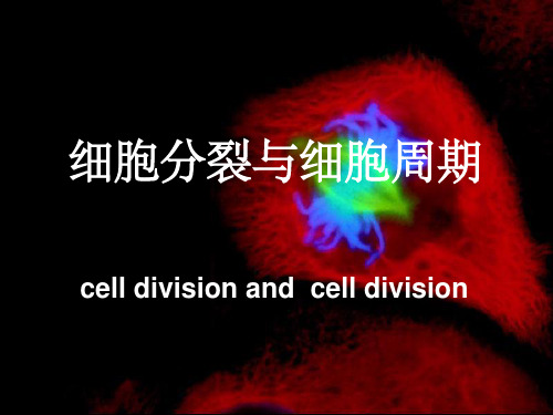 《细胞周期》PPT课件