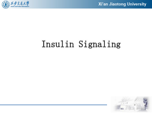 胰岛素信号通路 Insulin Signaling(1)