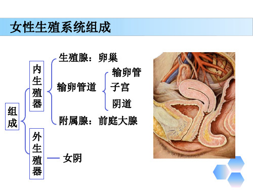 解剖学基础第八章《生殖系统—女性生殖系统》PPT课件