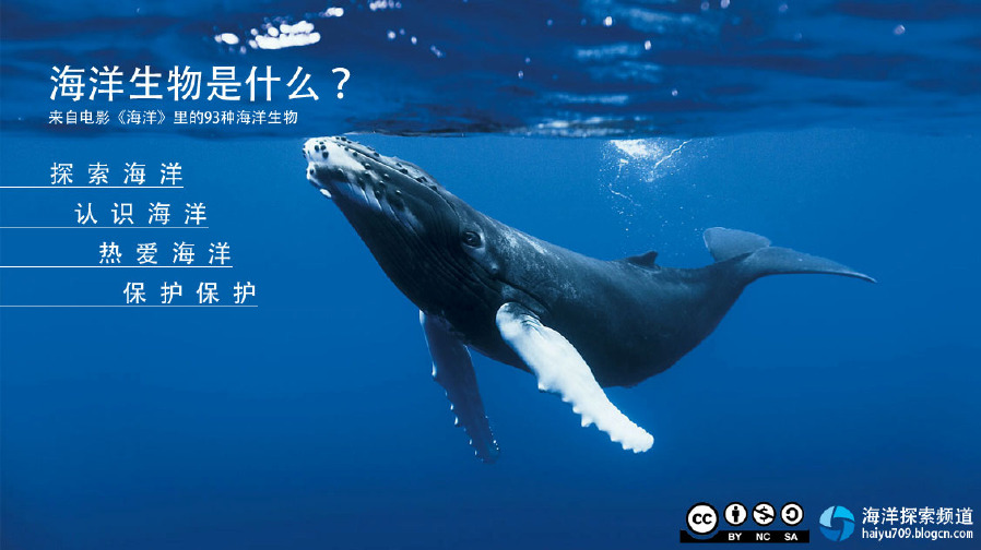 海洋生物是什么？来自电影《海洋》里的93种海洋生物