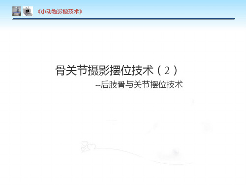 【小动物影像技术课件】骨关节 - 后肢骨与关节摆位