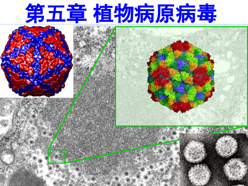 植物病理学：第五章 植物病原病毒-2植物病毒的分类与命名