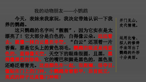 部编版语文四年级下册 范文1：我的动物朋友——小鹦鹉 课件ppt