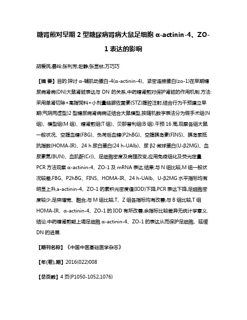 糖肾煎对早期2型糖尿病肾病大鼠足细胞α-actinin-4、ZO-1表达的影响