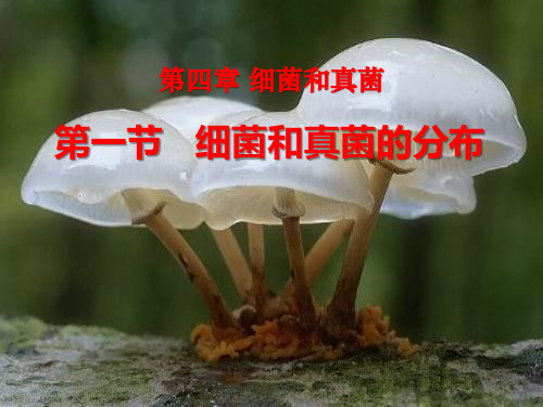 《细菌和真菌的分布》细菌和真菌9-人教版八年级生物上册PPT课件