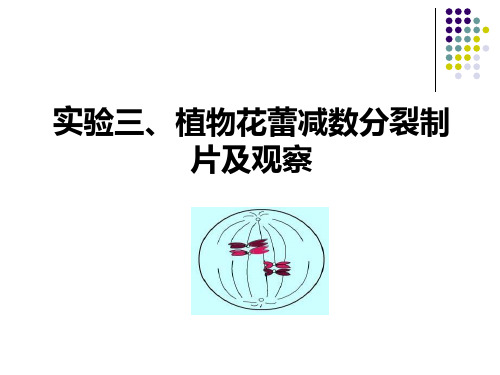 实验三减数分裂ppt课件