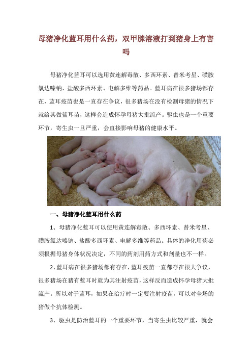 母猪净化蓝耳用什么药,双甲脒溶液打到猪身上有害吗