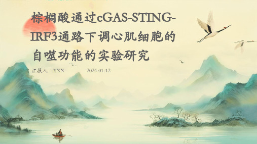 棕榈酸通过cgas-sting-irf3通路下调心肌细胞的自噬功能的实验研究PPT演示课件