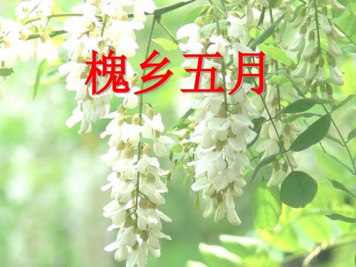 《槐乡五月》朱朝阳(6稿)