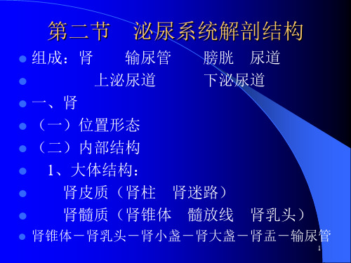 第十一章排泄共41页文档