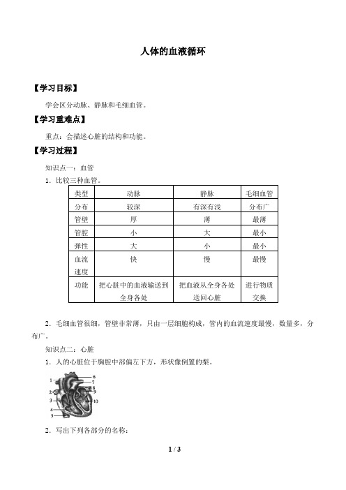 苏教版生物七年级下册：10.2 人体的血液循环  学案1