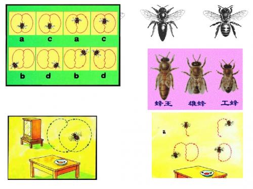 高三英语下学期the-language-of-honey-bee