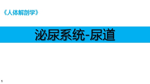 人体解剖学课件：泌尿系统-尿道