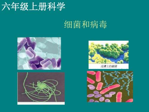 六年级科学上册细菌和病毒ppt课件