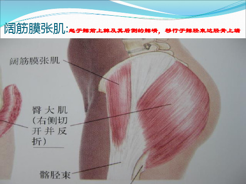 下肢肌肉关键点概述