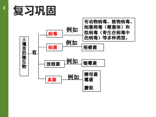 苏科版生物7年级下14.1《生物的命名和分类》第一课时课件( (共25张PPT)