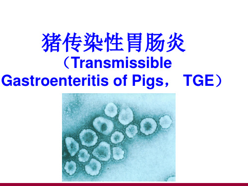 猪传染性胃肠炎课件
