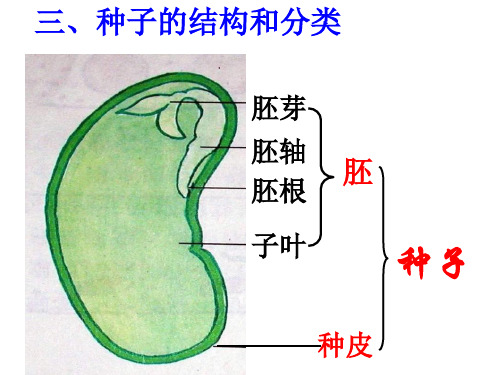 种子的分类及结构