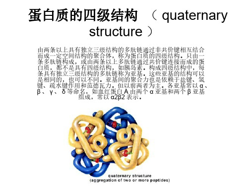 蛋白质的四级结构