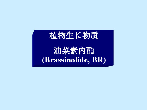 激素BR