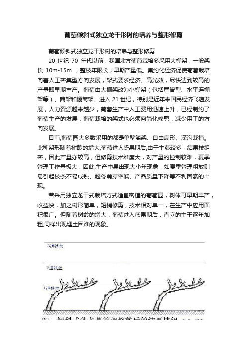 葡萄倾斜式独立龙干形树的培养与整形修剪