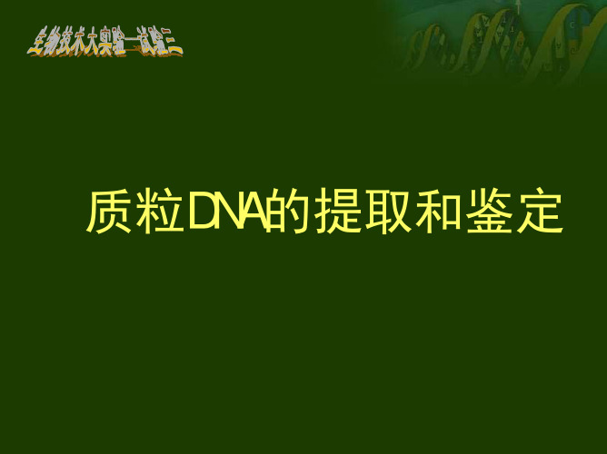 质粒DNA的提取和鉴定